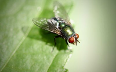 Conséquence de la canicule : une invasion de dangereuses mouches Musca Ad Crepitum est attendue en France